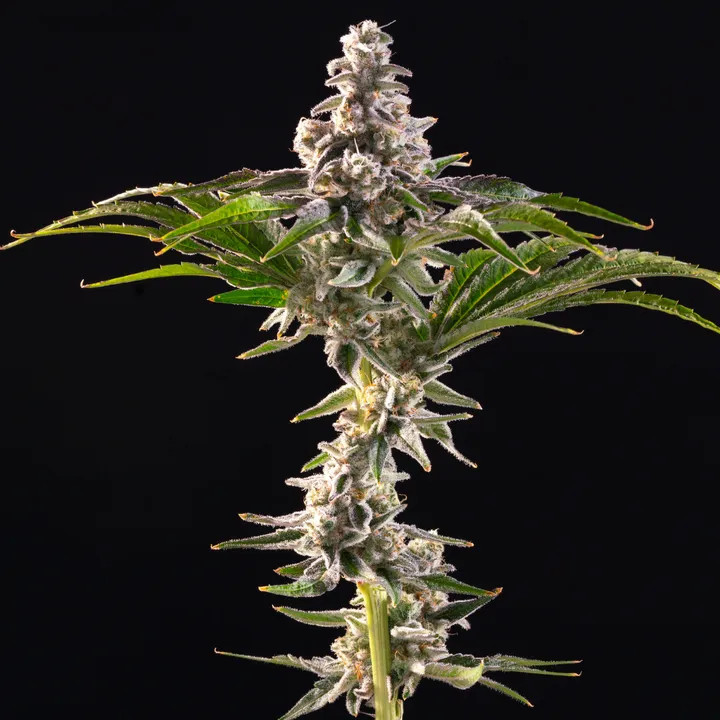Medizin Cap Junky 3.5g Prepack