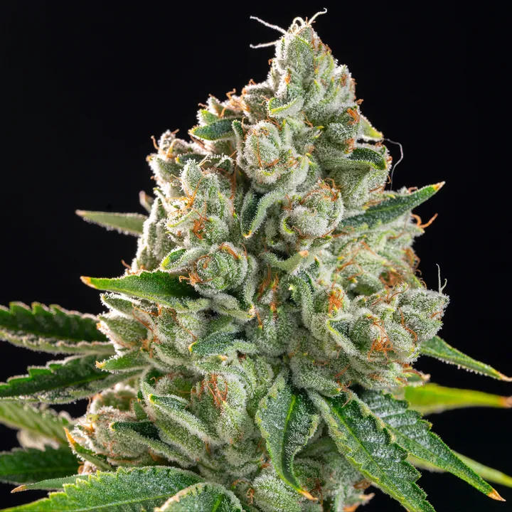 Khalifa Yellow Khalifa Kush 14g Smalls Prepack