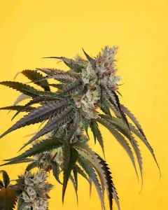 medizin why sone cannabis strains turn purple