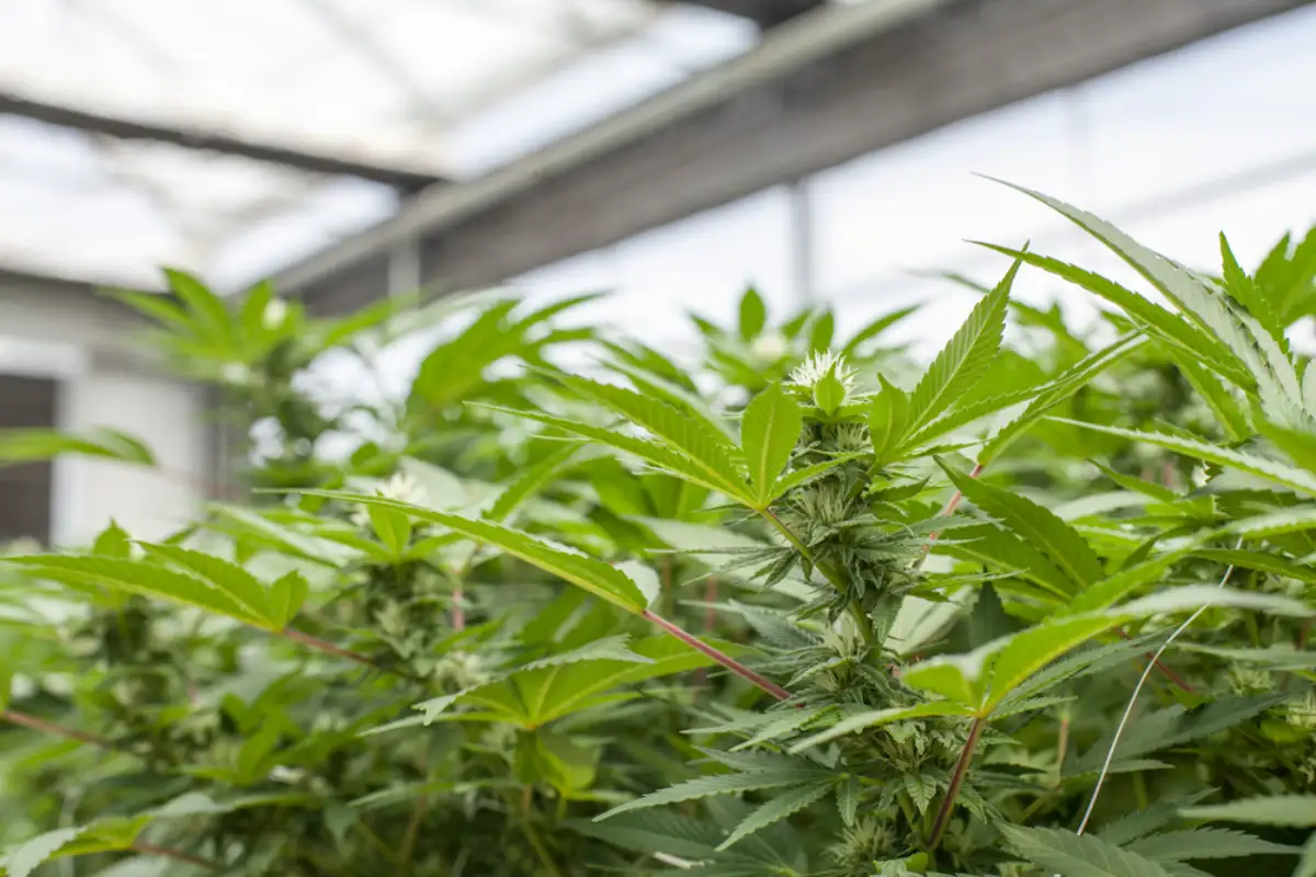 Cannabis buds in Commercial