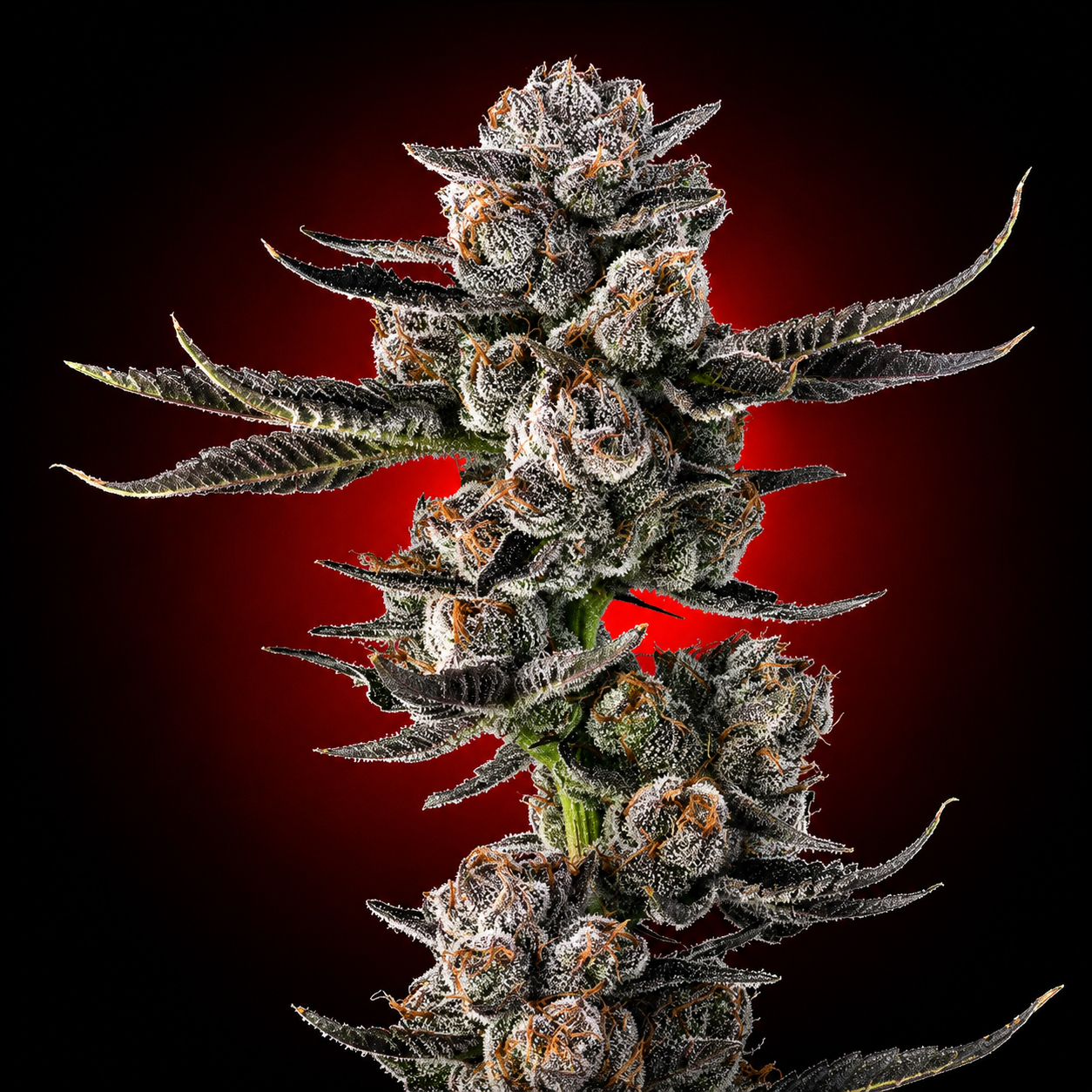 World's Largest Cannabis Dispensary | Planet 13