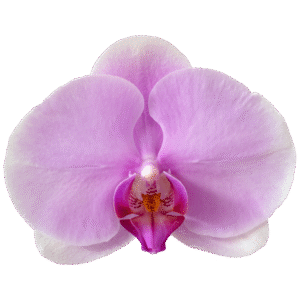 Ocimene is a fresh, green terpene found in mint and basil, known for its bright, herbaceous aroma with light citrus tones.