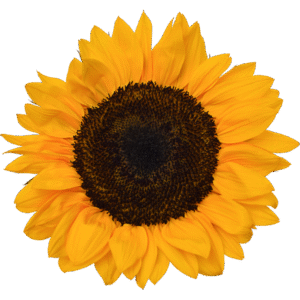 Bisabolol is a floral, soothing terpene commonly found in chamomile and botanicals, offering a soft, lightly sweet aroma with a comforting feel.