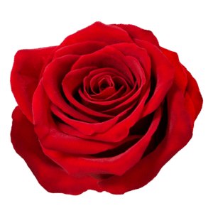 Geraniol is a sweet floral terpene found in roses, peaches, and berries, known for its smooth, fragrant aroma and elegant, rosy notes.