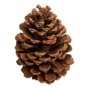 Pinene is a fresh, pine-scented terpene found in pine needles, rosemary, and evergreen trees, known for its crisp, forest-like aroma and clean, refreshing character.