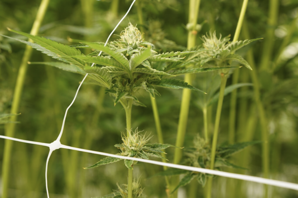 Planet 13 cannabis cultivation facility glower using Agrowtek Technology environmental control systems